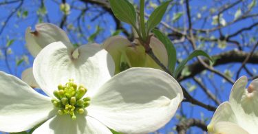 Spring Festivals