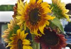 Sunflowers at the Phoenixville Farmers Market in July
